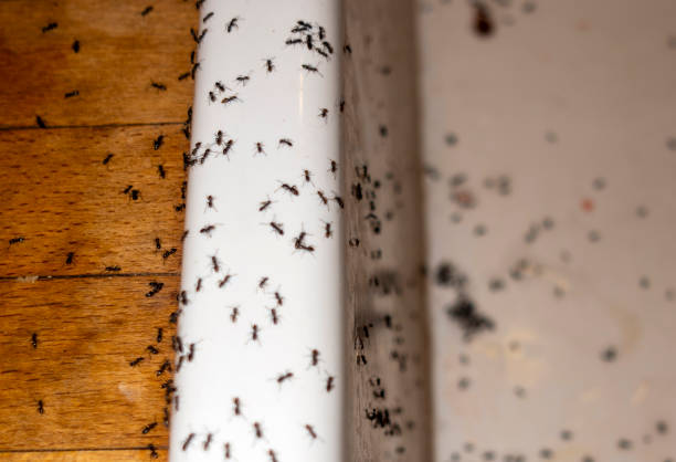 Pest Control Cost in Stoughton, WI