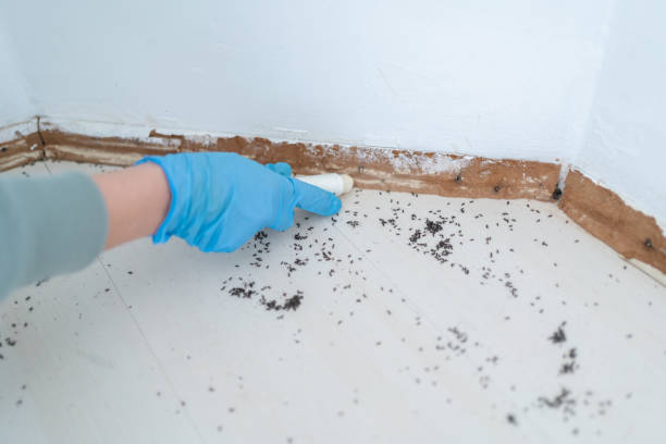 Best Emergency Pest Control  in Stoughton, WI